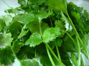 How to grow cilantro