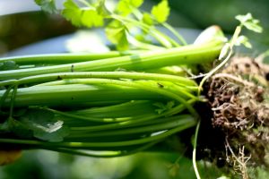 How to grow celery