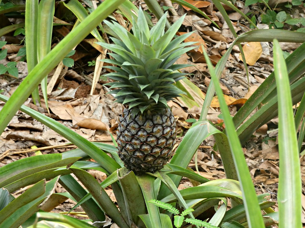 How to grow a pineapple