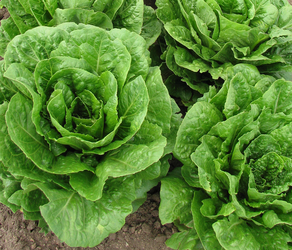 How to grow lettuce