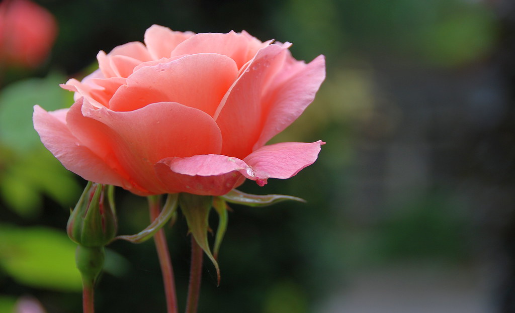 How to grow roses from cuttings