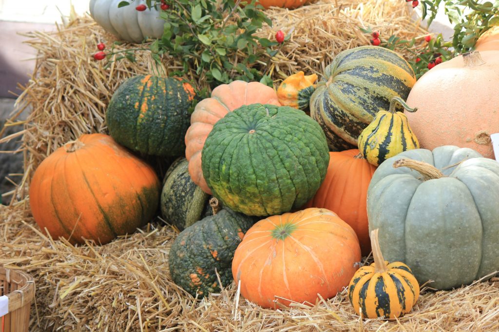 How to grow pumpkins