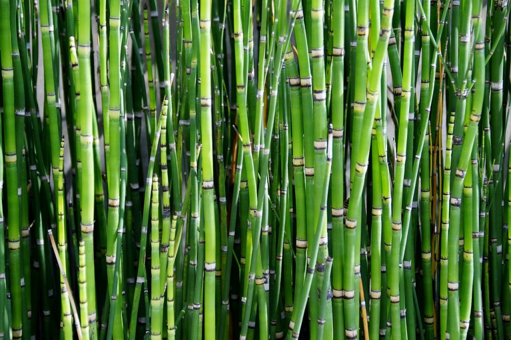 How to grow bamboo