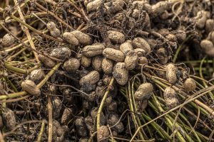 How to grow peanuts