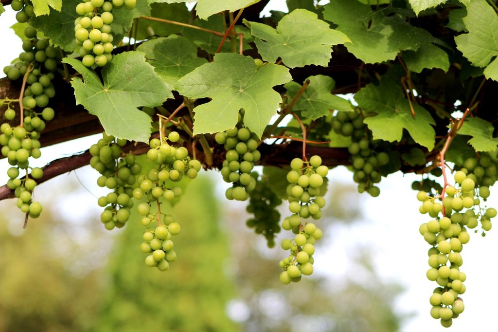 How to grow grapes