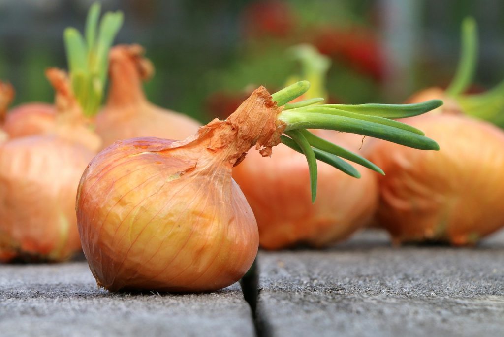 How to grow onions