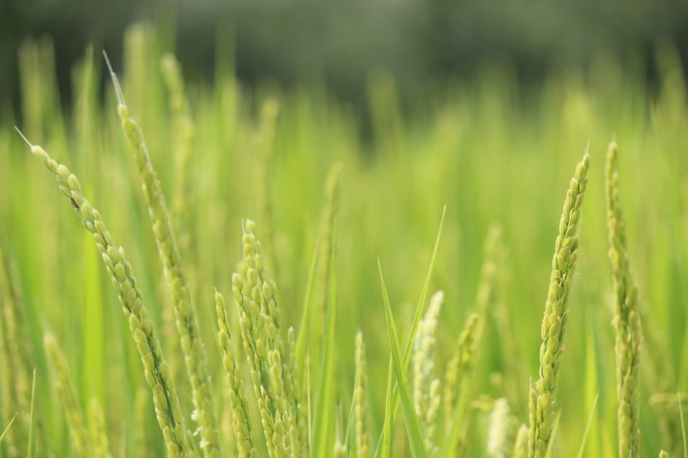 How to grow rice