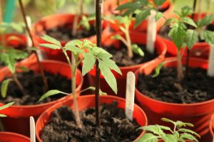 How to grow tomatoes in pots