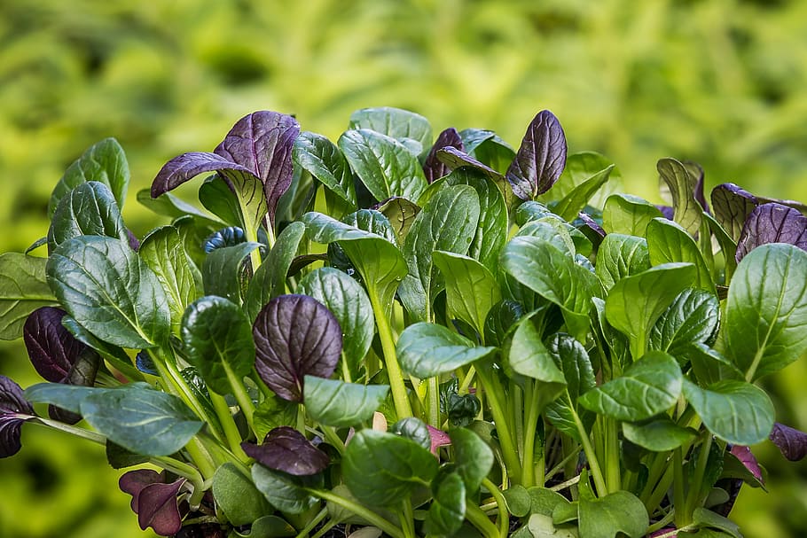 How to grow spinach