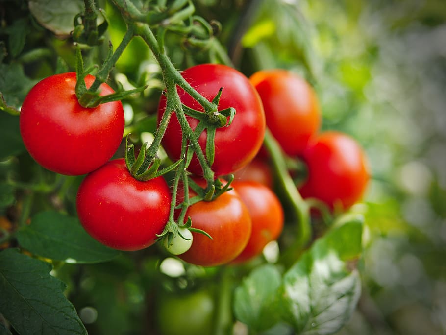 How to grow tomatoes from seeds