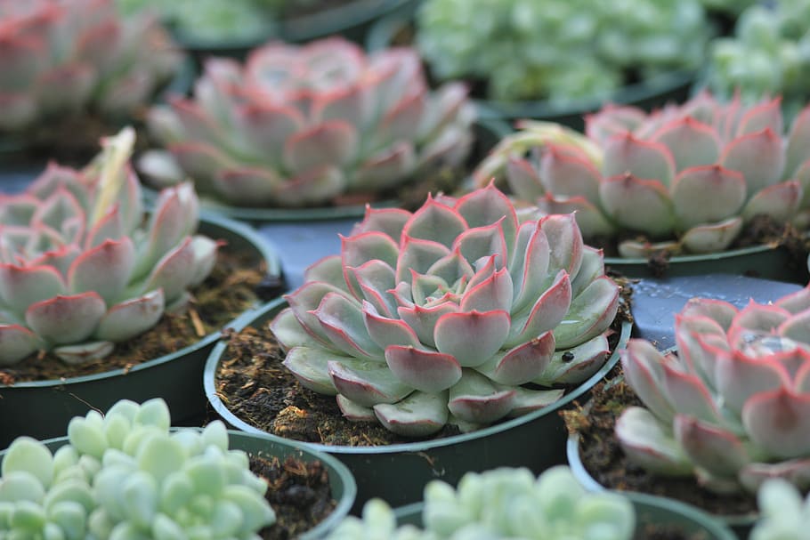 Easy Steps to Behead and Propagate Leggy Succulents